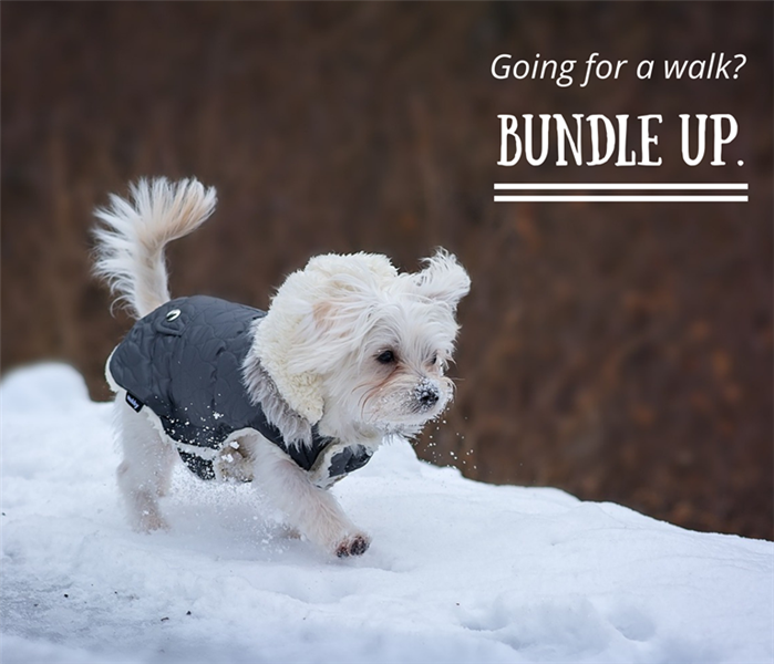 A picture of a little white dog with a gray jacket in the snow. 